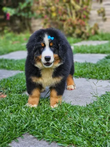 Bernese Mountain Dog | Entrega Prevista para o dia 30/09