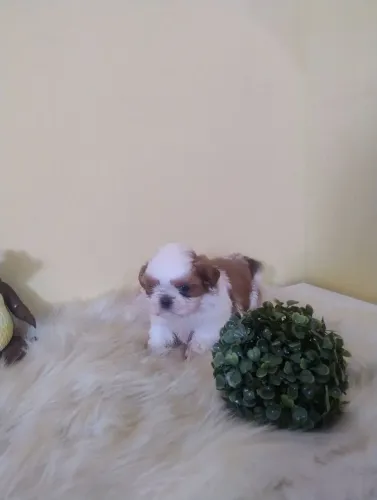 Shih Tzu