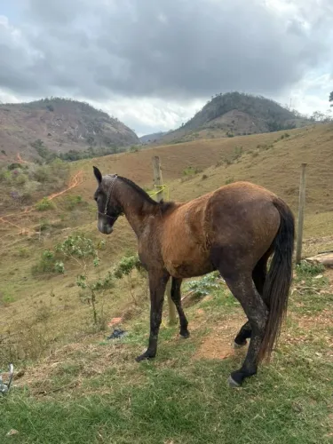 Potra troncha disponível