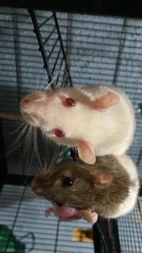 Rato Twister fêmea R$30 cada