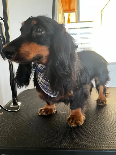 Vendo Basset pelo longo
