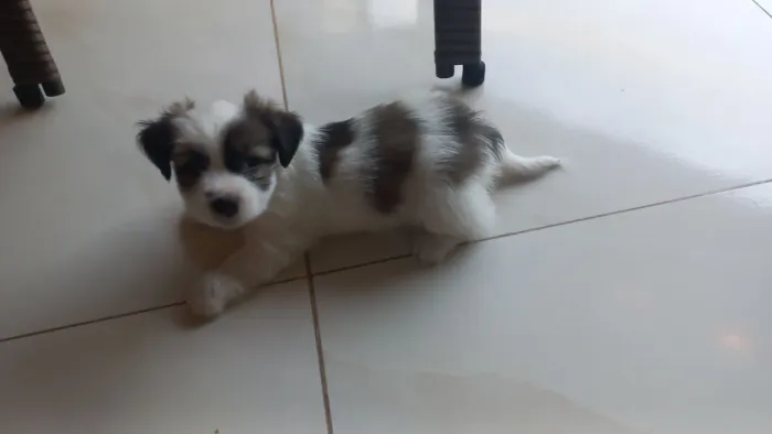 Filhotes mestiços Yorkshire e chihuahua 