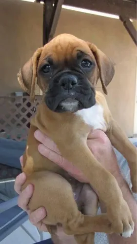 Filhotes De Boxer - Escolha Seu Companheiro Para A Vida Toda