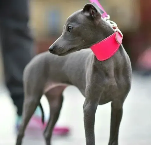 Galgo Italiano