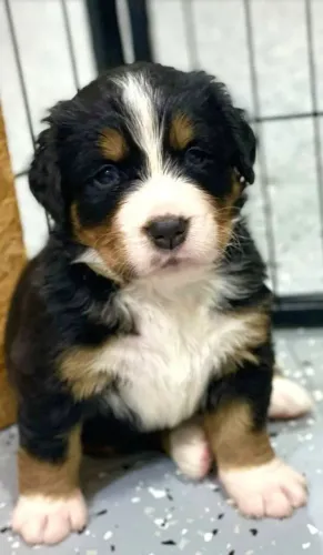 Bernese Mountain um gigante de amor e fofura