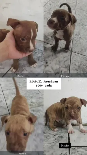 Pit Bull americano