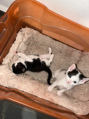 Doa-se 2 gatinhos filhotes