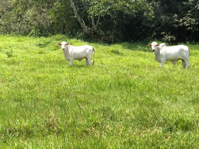 Bezerra top a venda 8 @pra 9@