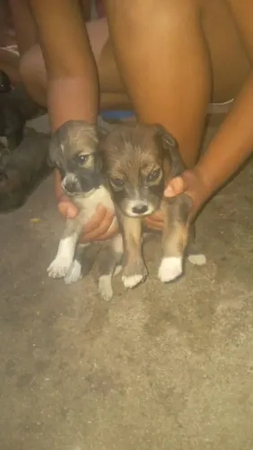 Doação de cachorros