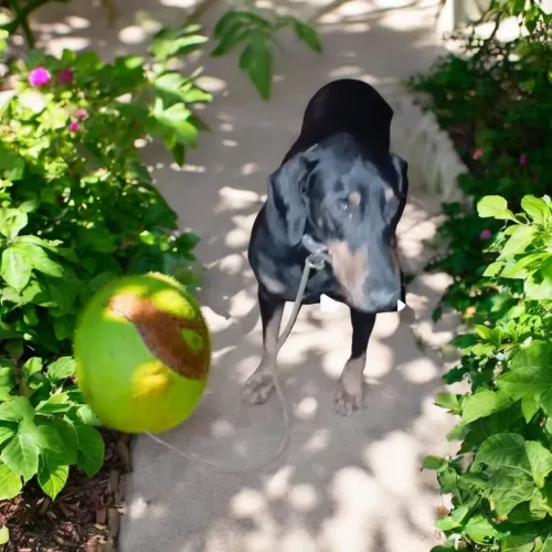 Doa se lindo Doberman, super dócil,  castrado, vacinado-Mooca SPa