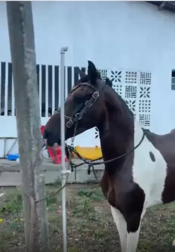 Égua mestiça mm