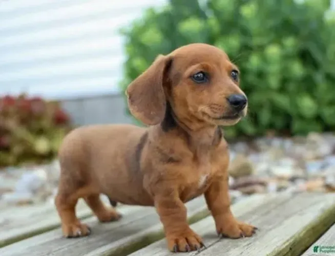 Basset Dachshund Filhotes Fantásticos Miniaturas. 