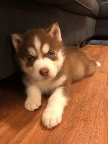 Husky Siberiano - Um Filhote, Mil Sorriso 