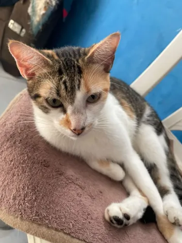 Gata fêmea tricolor castrada Adoção