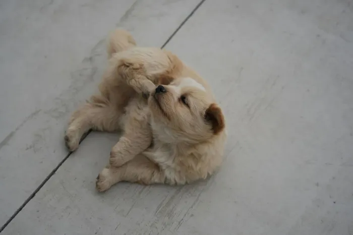Chow Chow Um dog que combina com carinho e momentos simples