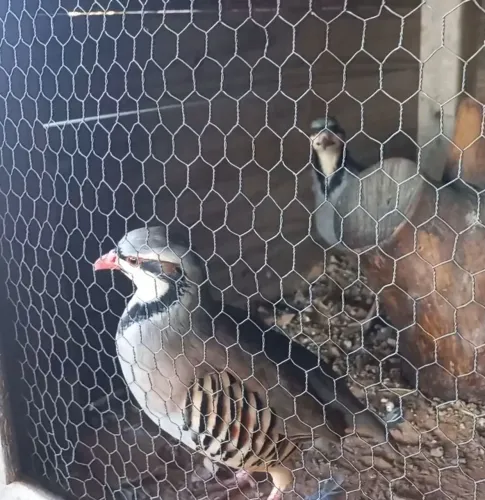 PERDIZ CHUKAR 