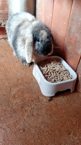 Coelho lops fêmea
