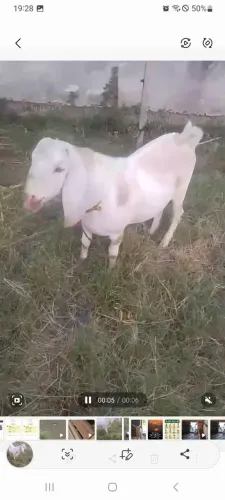 Bodinho anglonubiano puro 