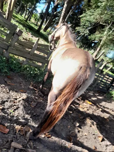Cavalo leia o anúncio *