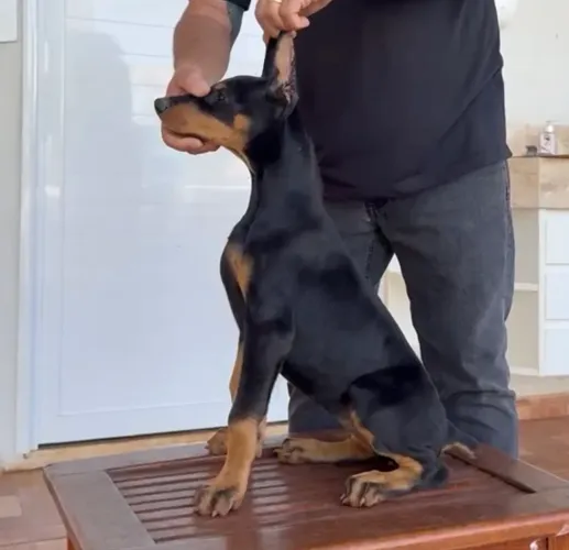 Dobermann Americano