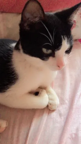 adoção de gatinha
