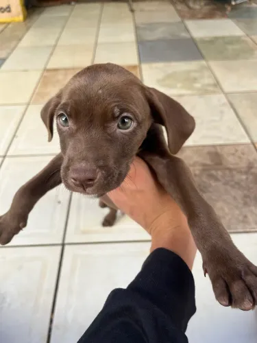 Doação de cachorro pit bull misturado, ele já estar vacinado com a primeira vacina