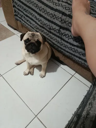 Pug