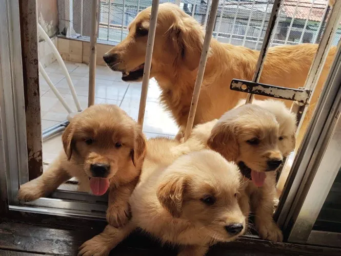Golden Retriver macho