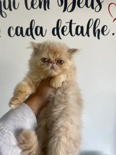 Persa Bebezinhos 