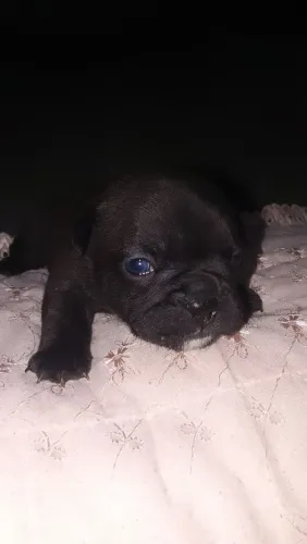Bulldog francês exótica fêmea 