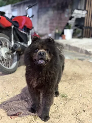 Cachorro