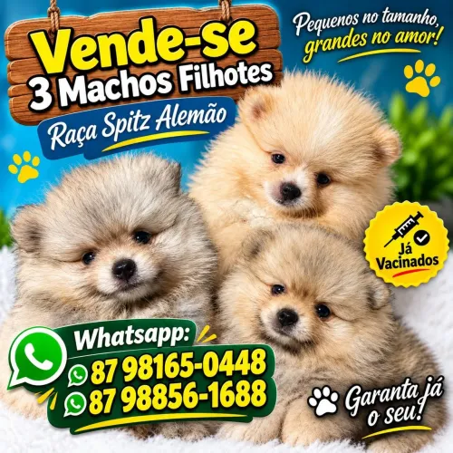 VENDE-SE FILHOTE DE SPITZ ALEMÃO 