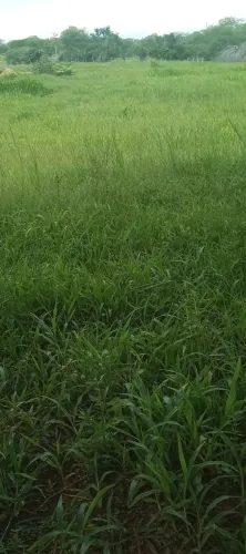 Sitio em palmeira dos índios