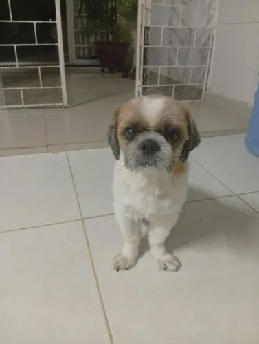 Shih-tzu macho para cruzar