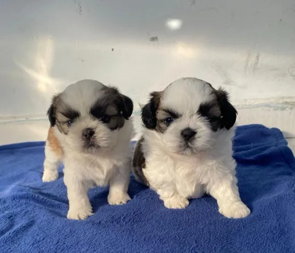 Shih-Tzu