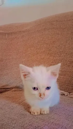 Gatinho para adoção responsável 