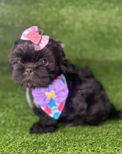 Filhote de Shitzu minr