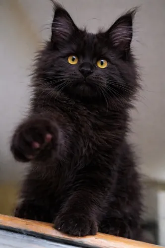 Maine coon 