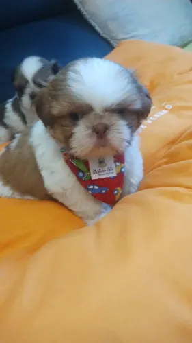 Machinho disponível