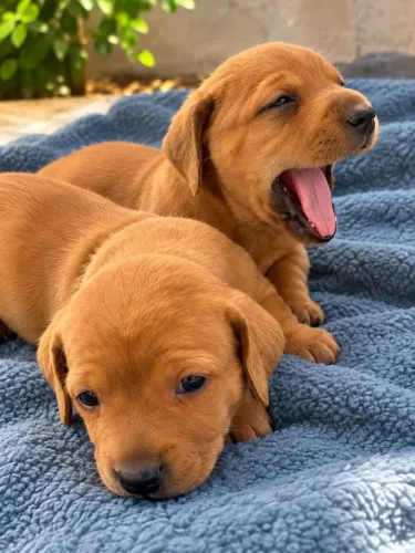 Dachshund Salsichinha