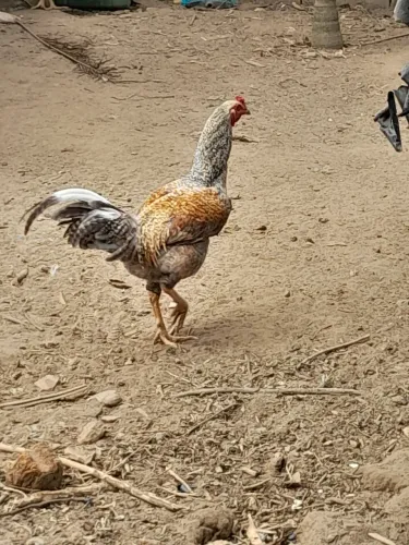 Frango e frangas caipira