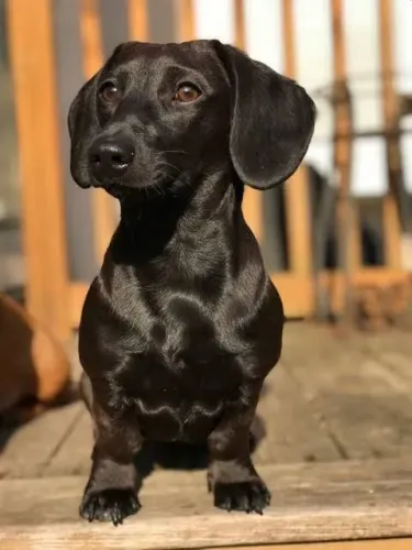 Dachshund: Um Companheiro para Fazer Parte da Sua História