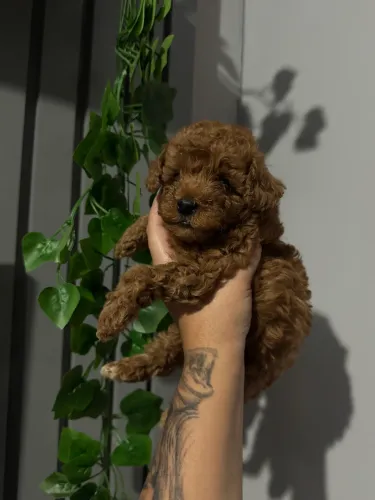 Poodle Toy Red machos a pronta entrega vacinado.