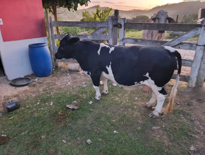Mini vaca