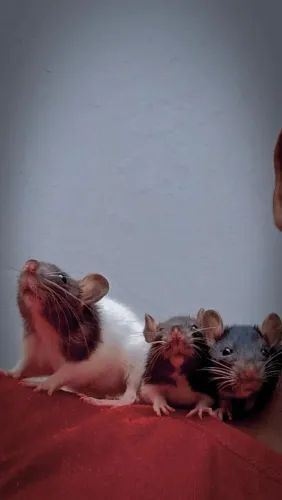 Ratos twister