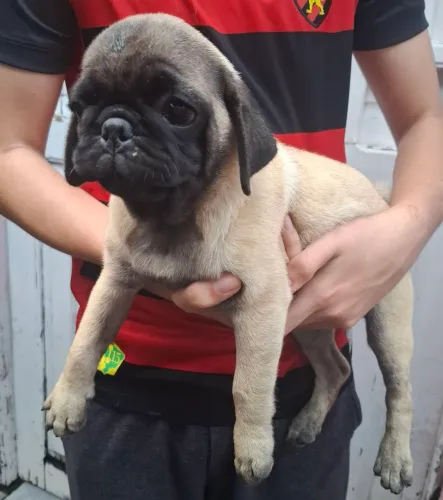 Pug fêmea 
