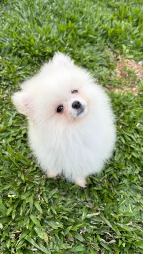 Spitz Alemão/ Lulu da Pomerania