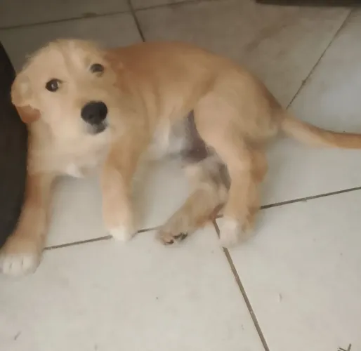 Cachorro Golden Retriever.