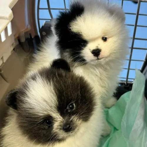 Spitz panda (lulu )