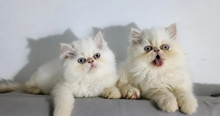 Gatos persas fêmeas princesas!